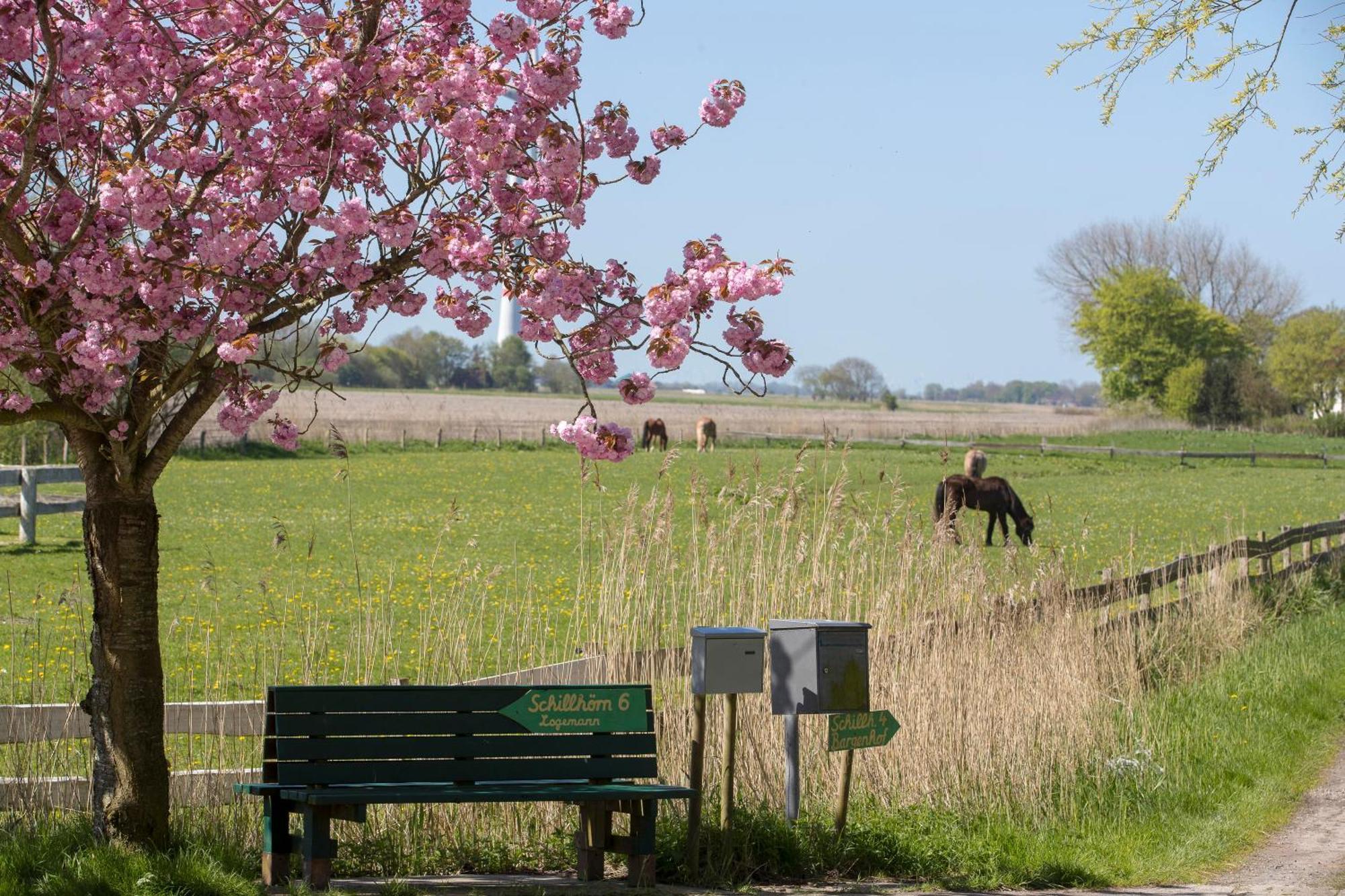 Fischerhaeuschen Am Kurpark Neuharlingersiel Exterior foto